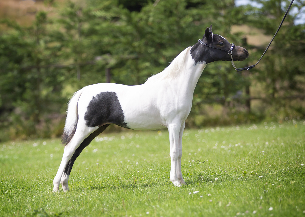 Horse gallery photo 2