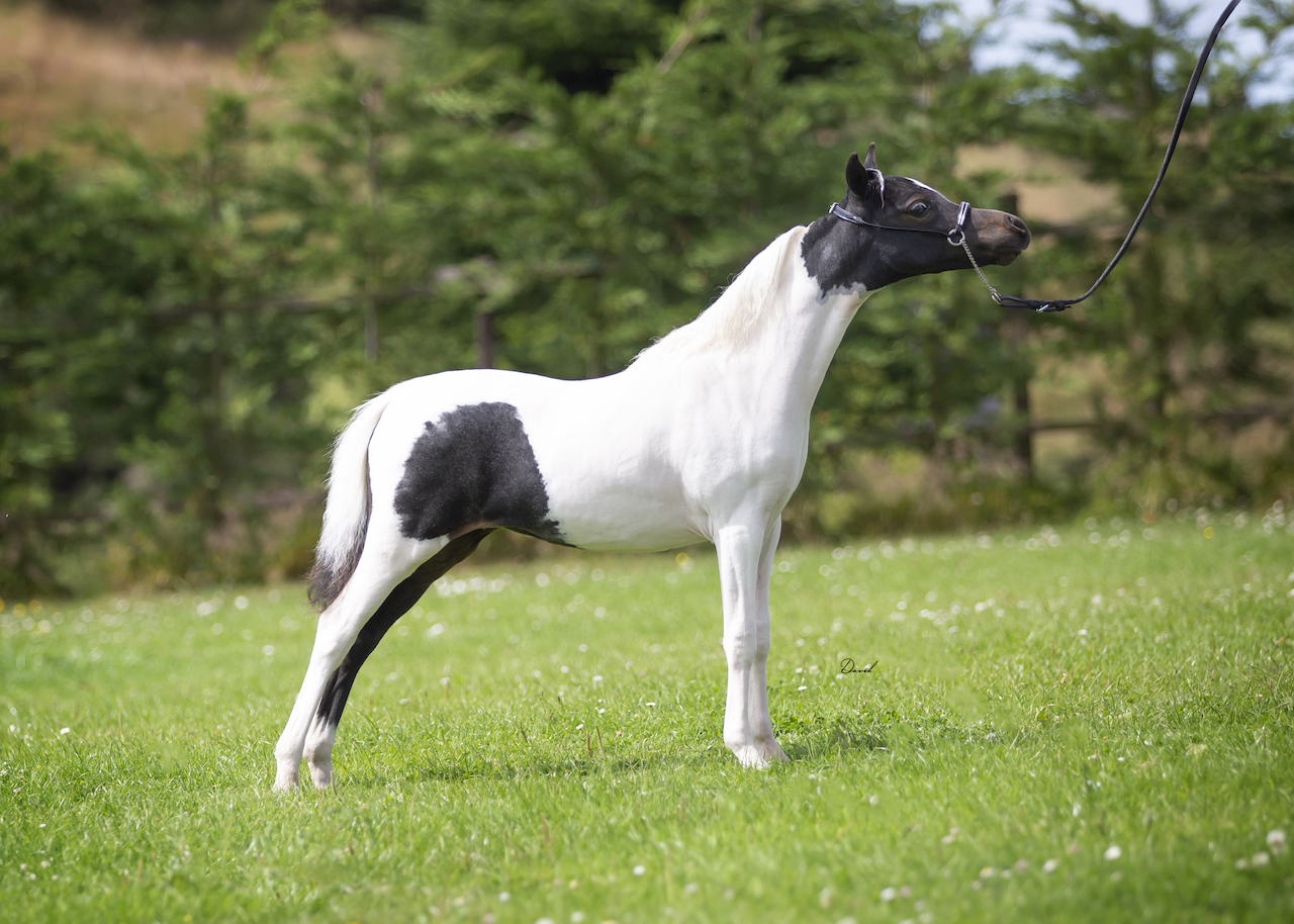 Horse gallery photo 7