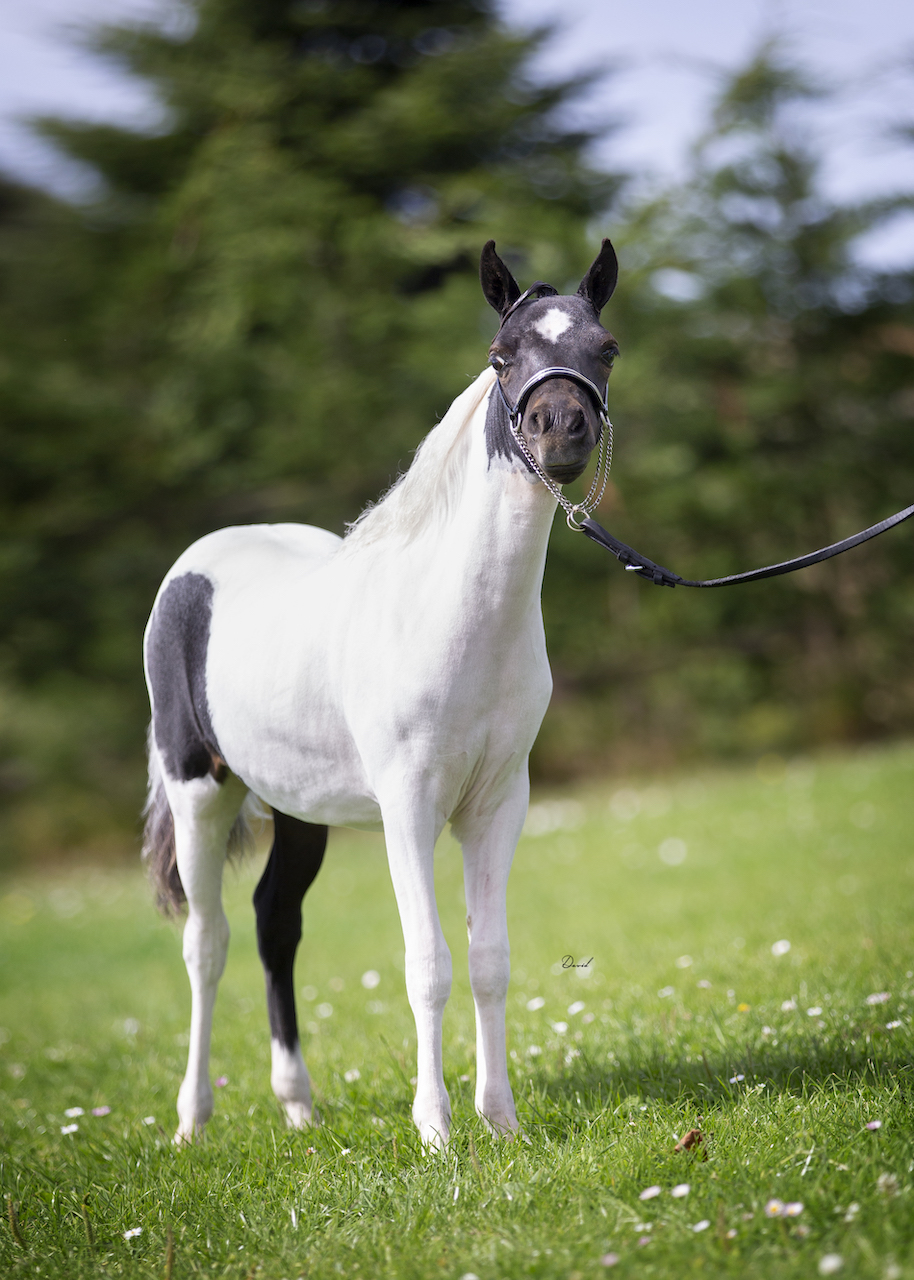 Horse gallery photo 8