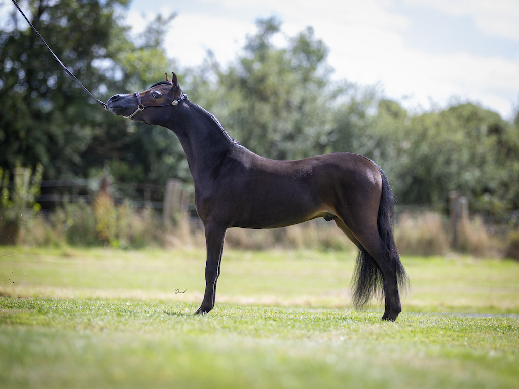 Horse gallery photo 12