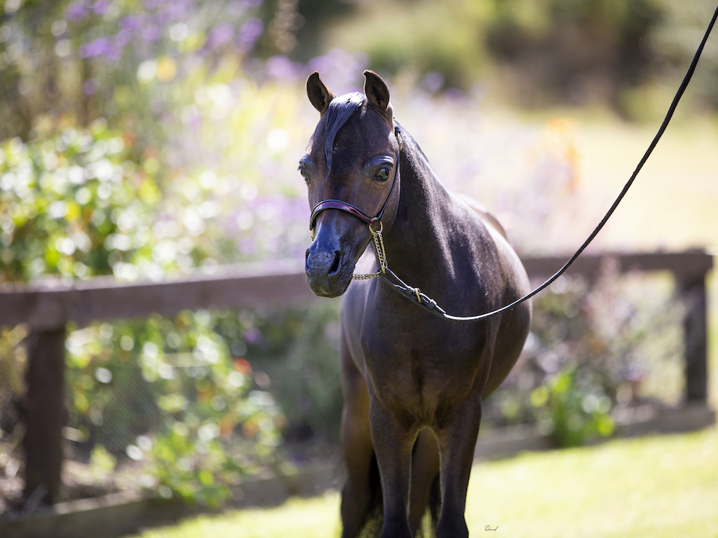 Horse gallery photo 8