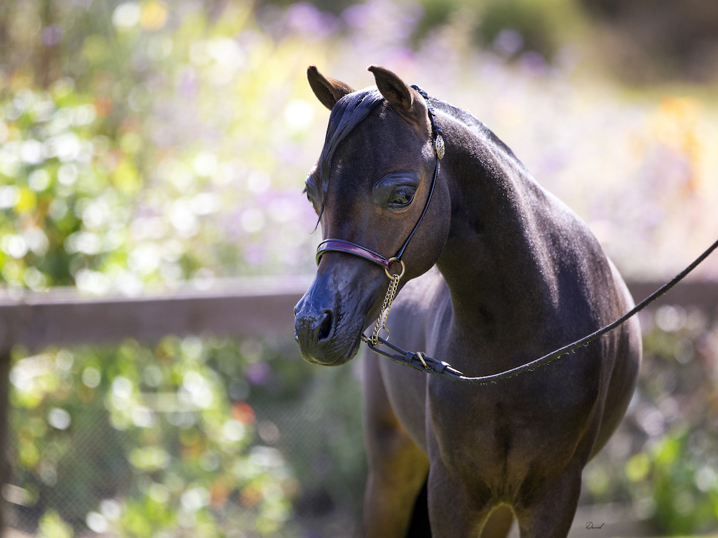 Horse gallery photo 3