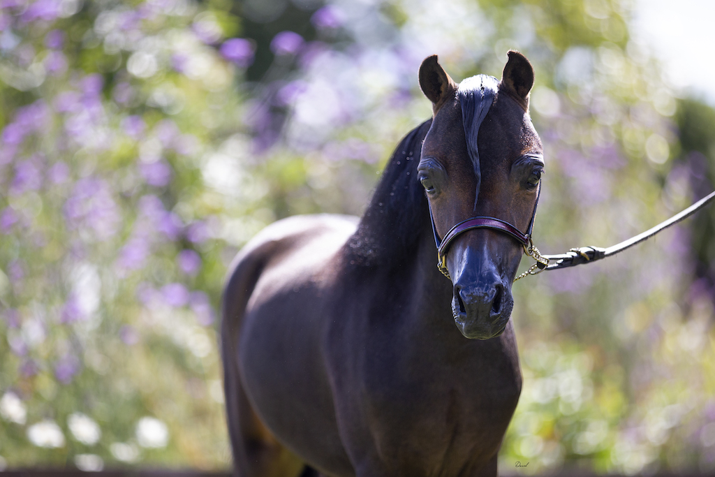 Horse gallery photo 2