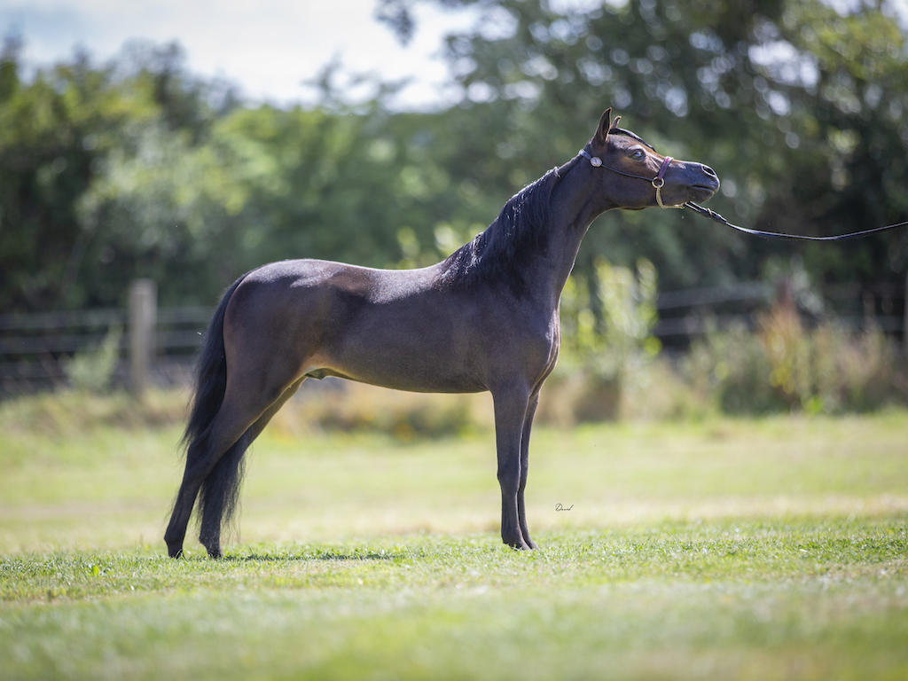 Horse gallery photo 16