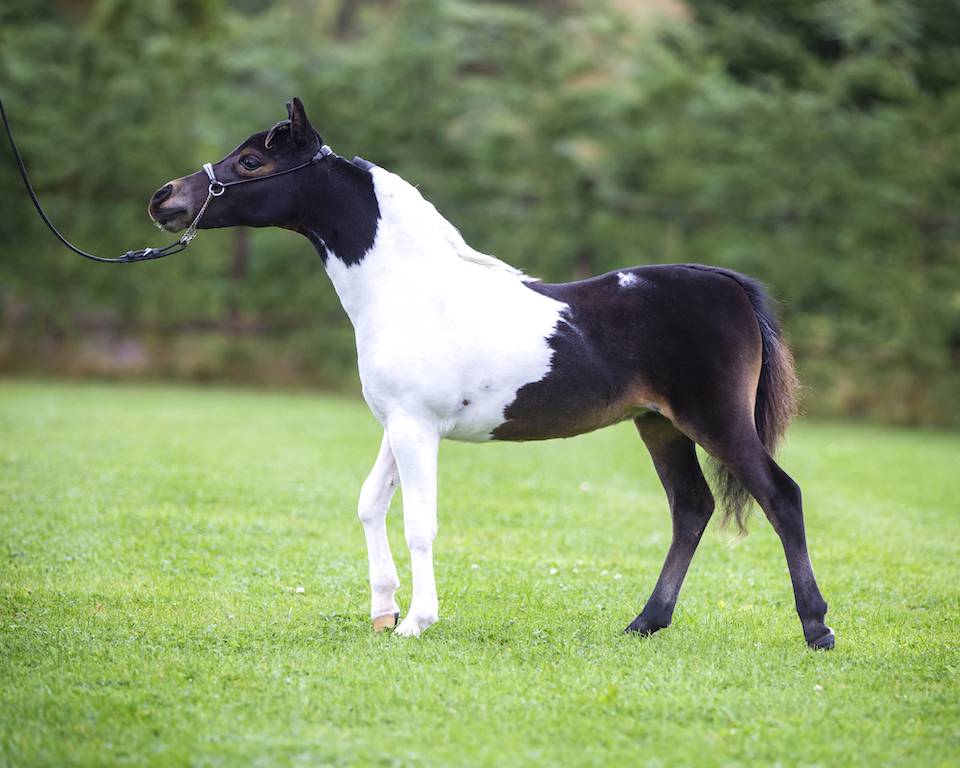 Horse gallery photo 3