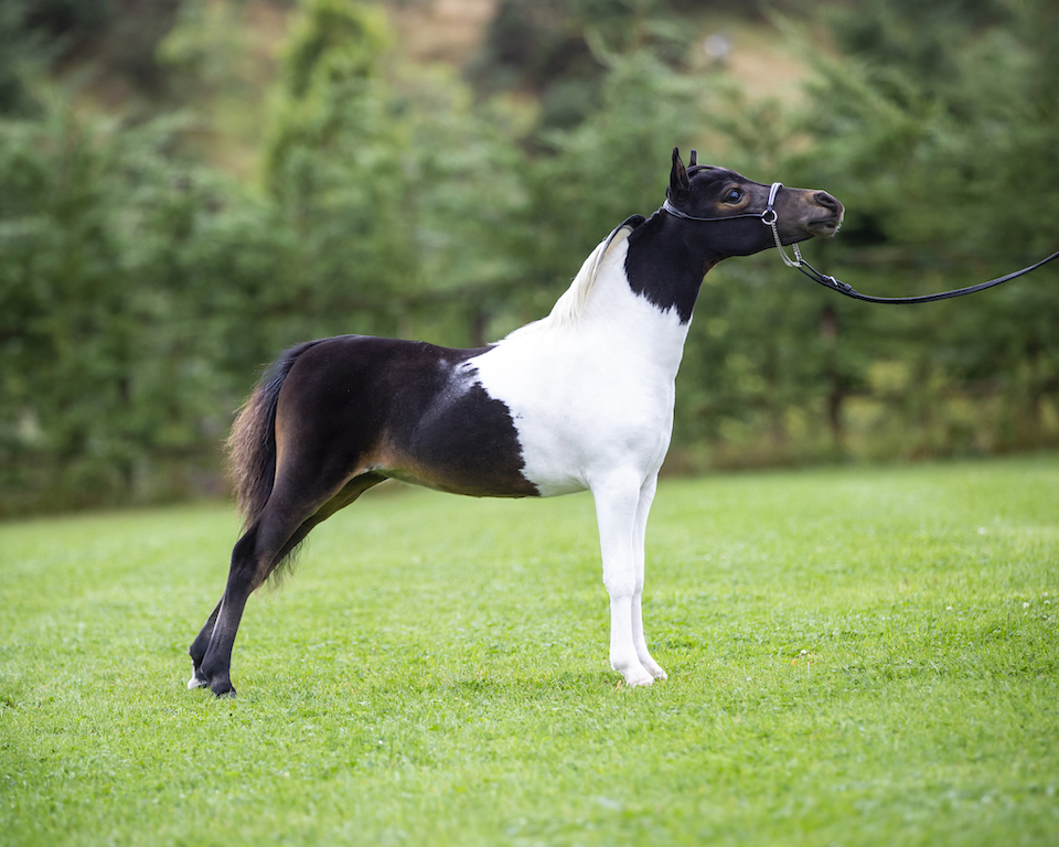 Horse gallery photo 6