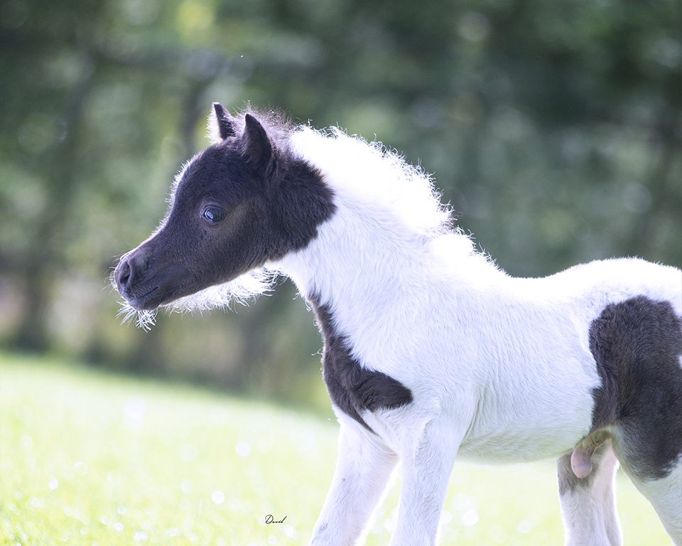 Horse gallery photo 2