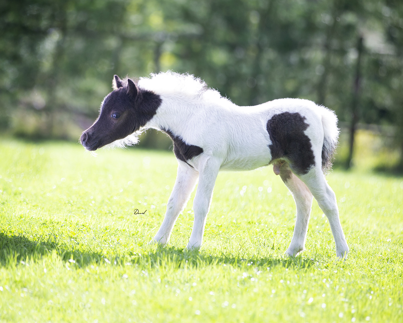 Horse gallery photo 1