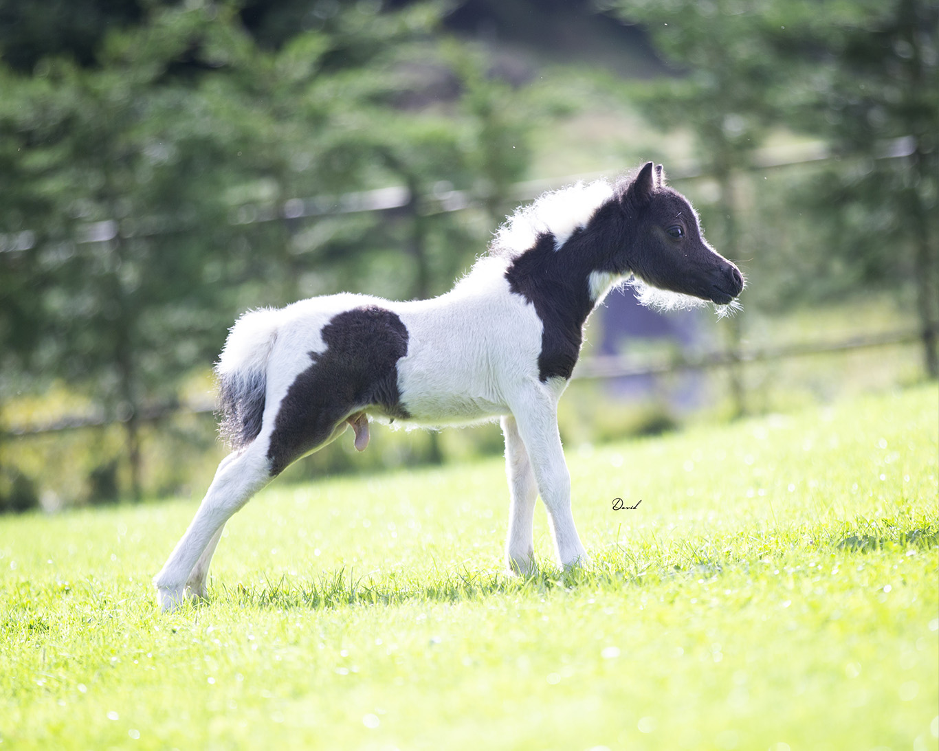 Horse gallery photo 3