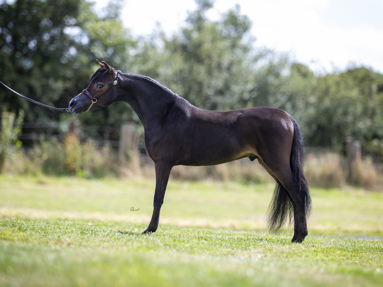 Horse gallery photo 14
