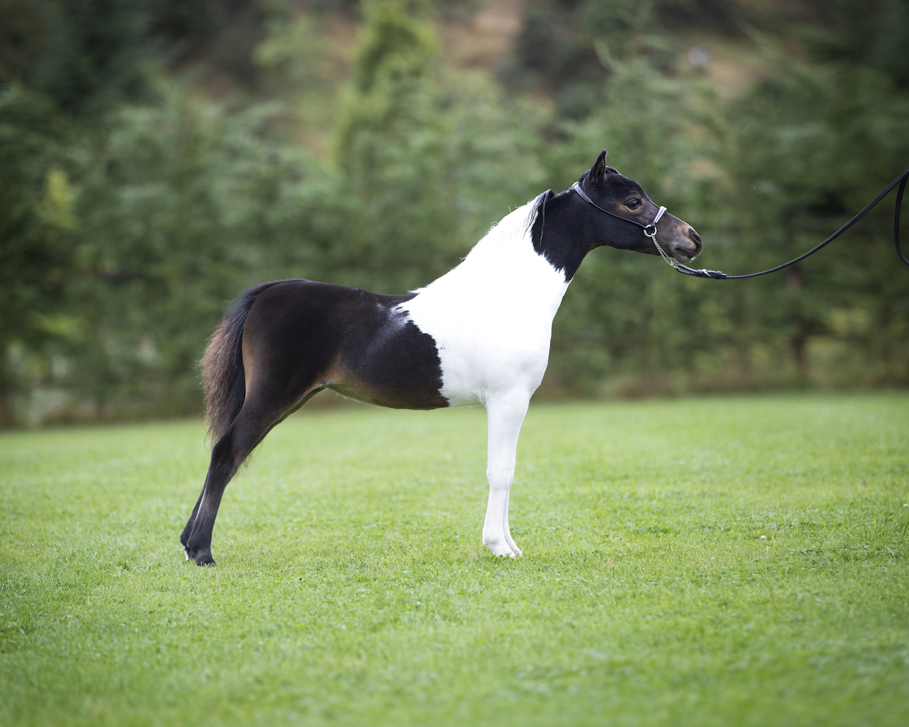 Horse gallery photo 1