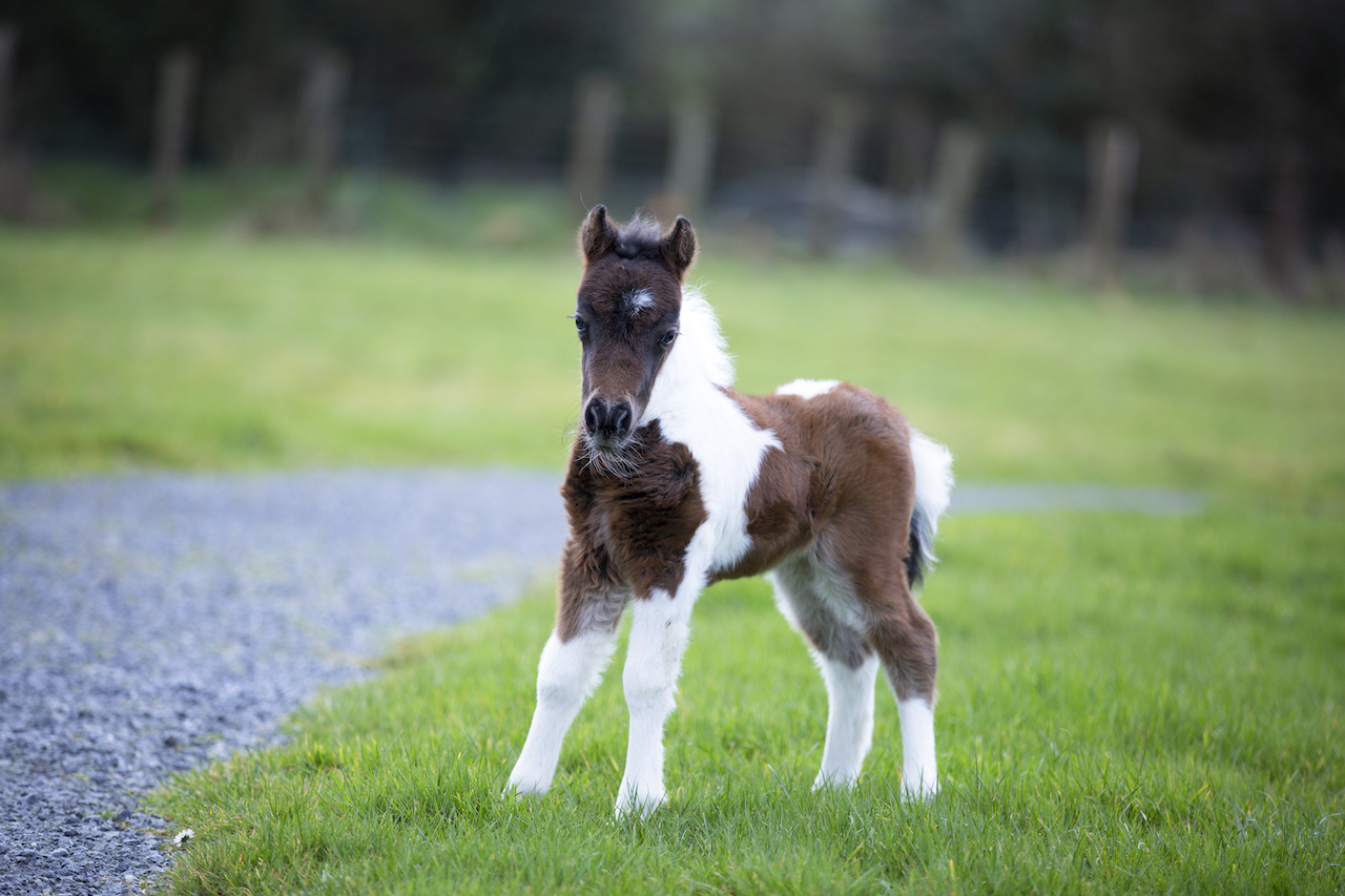 Horse gallery photo 7