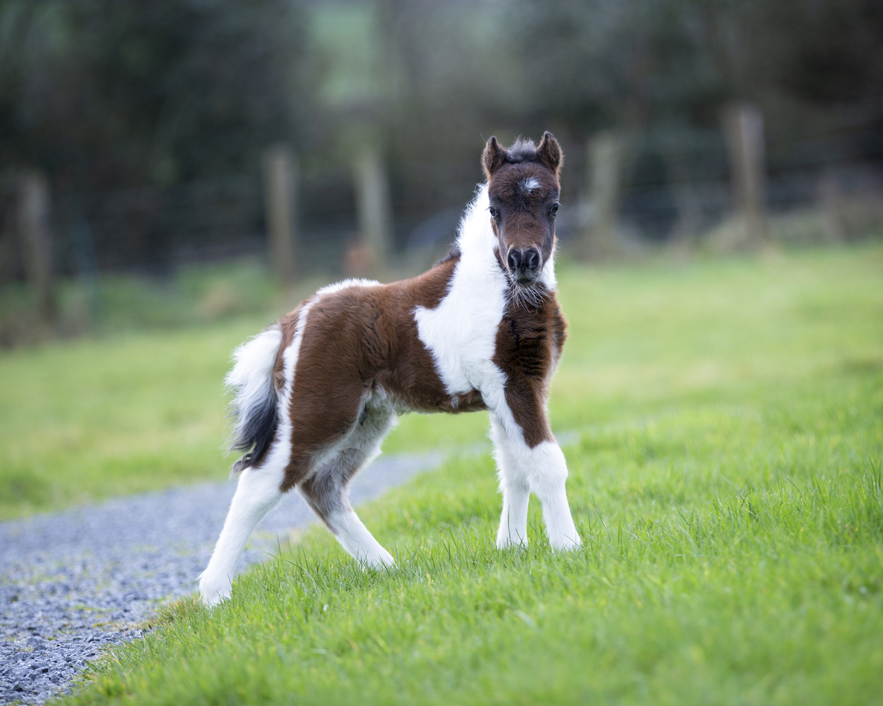 Horse gallery photo 6