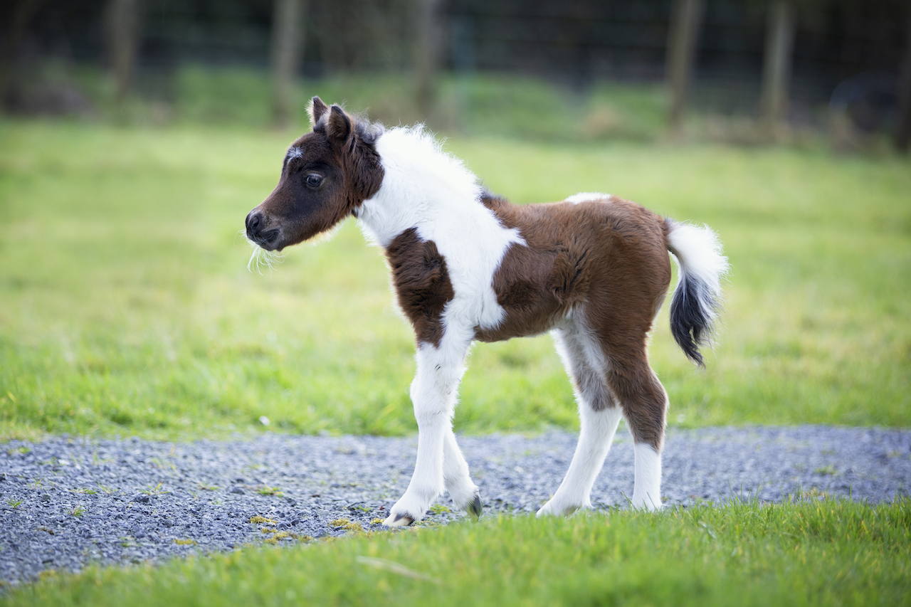Horse gallery photo 2