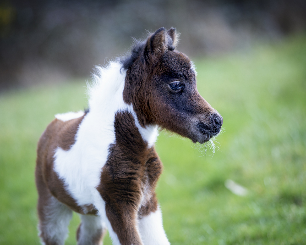 Horse gallery photo 4