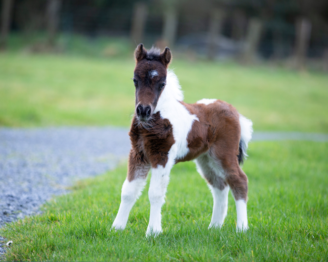Horse gallery photo 1