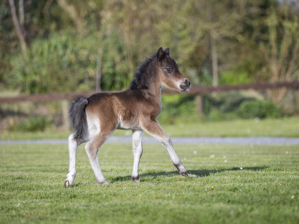 Horse gallery photo 8
