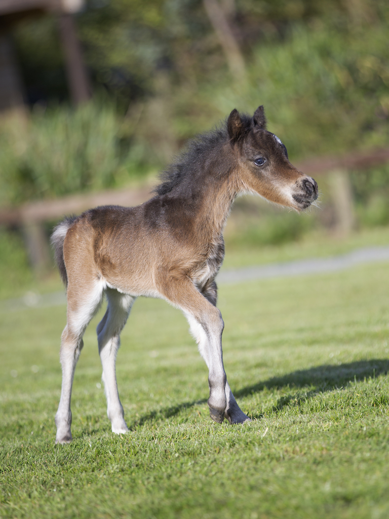 Horse gallery photo 4