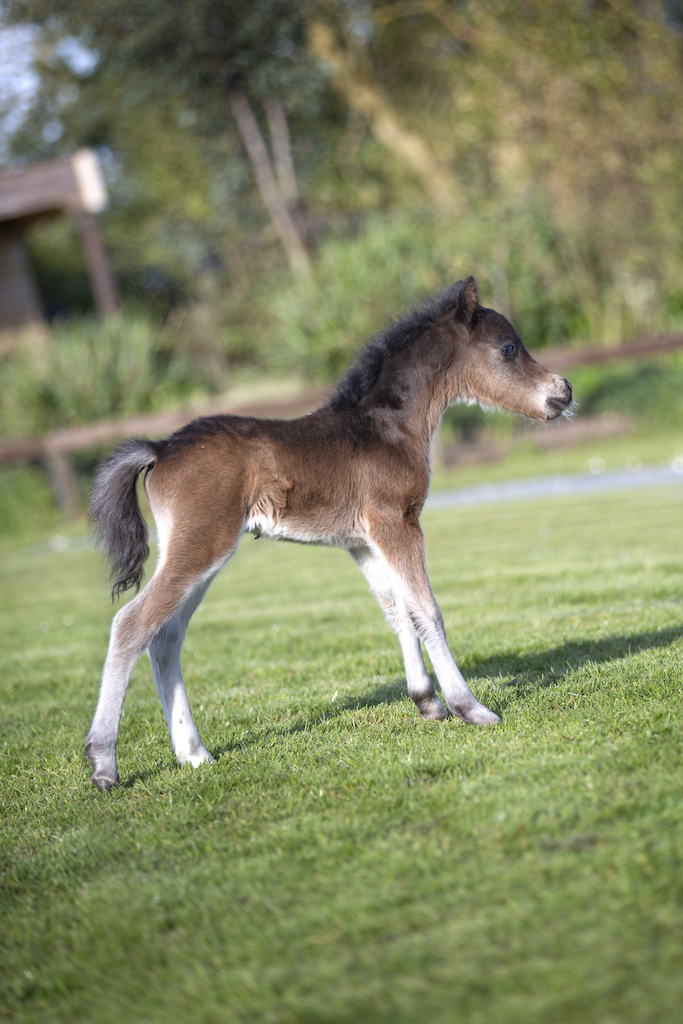 Horse gallery photo 1