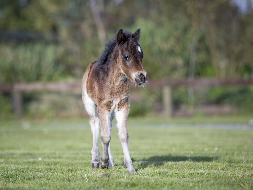 Horse gallery photo 2