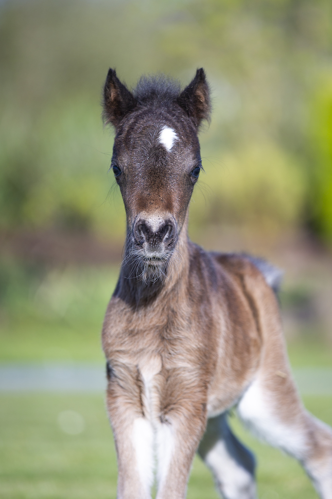 Horse gallery photo 3