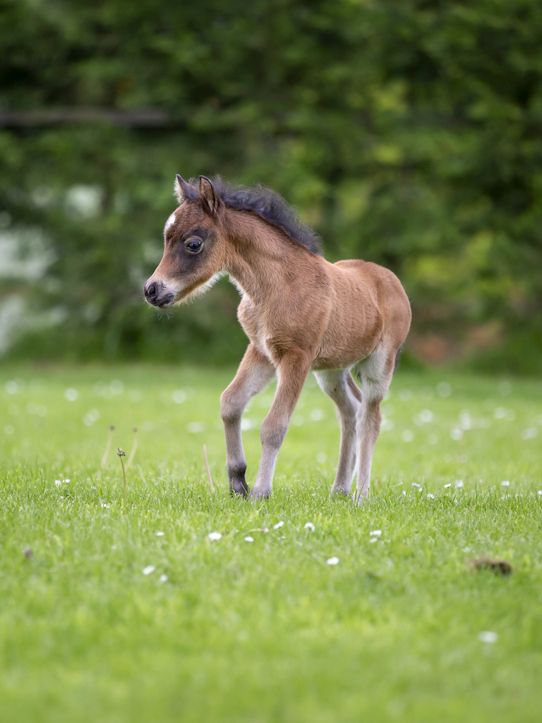 Horse gallery photo 5