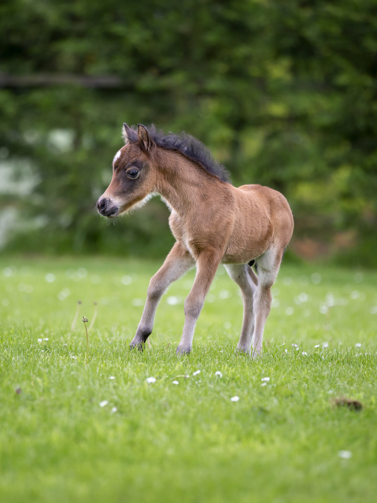 Horse gallery photo 13