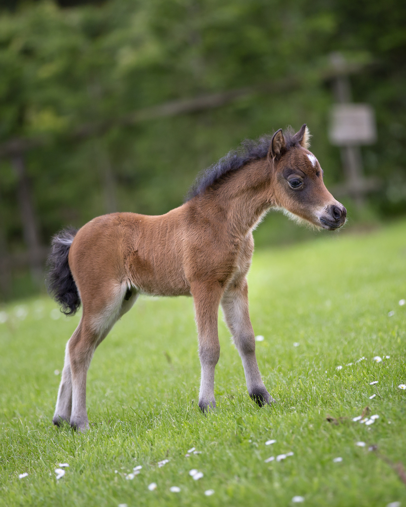 Horse gallery photo 2