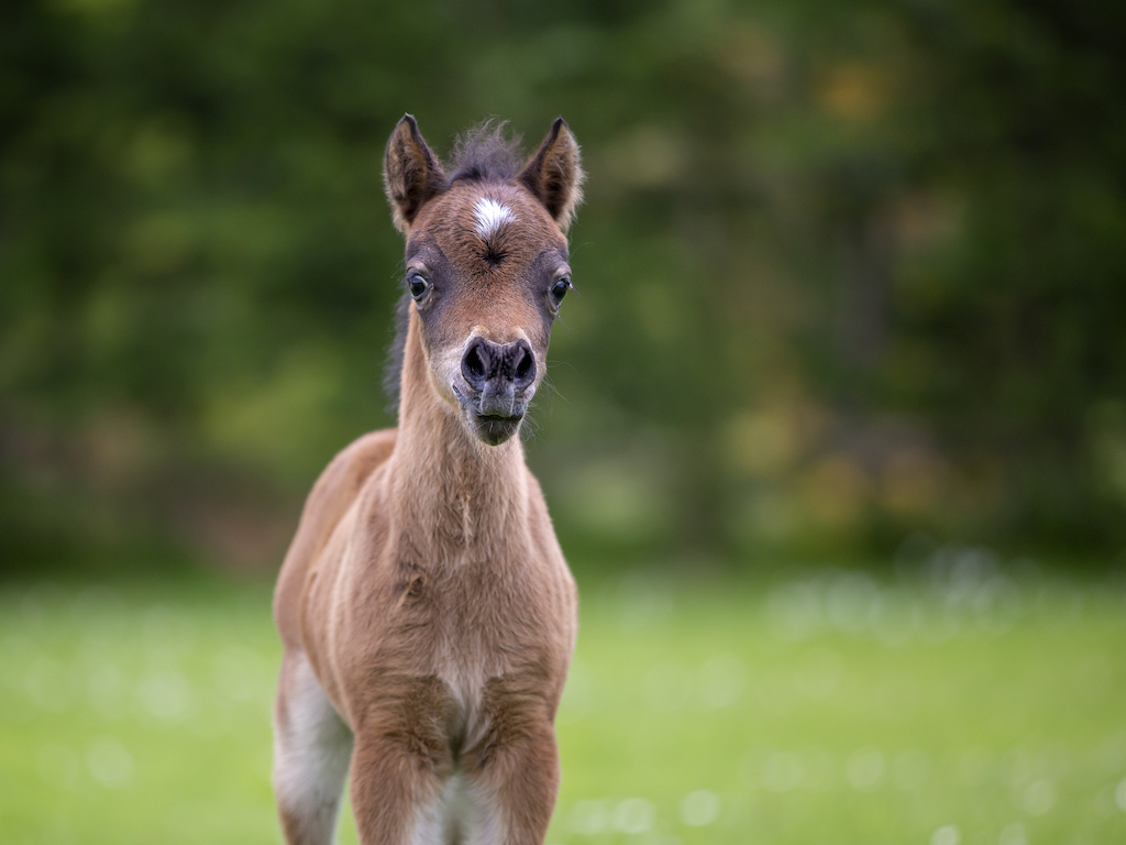 Horse gallery photo 10
