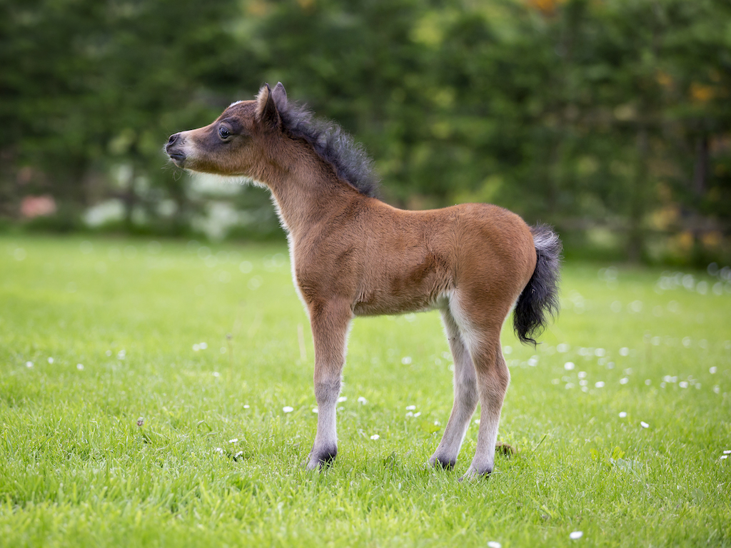 Horse gallery photo 8
