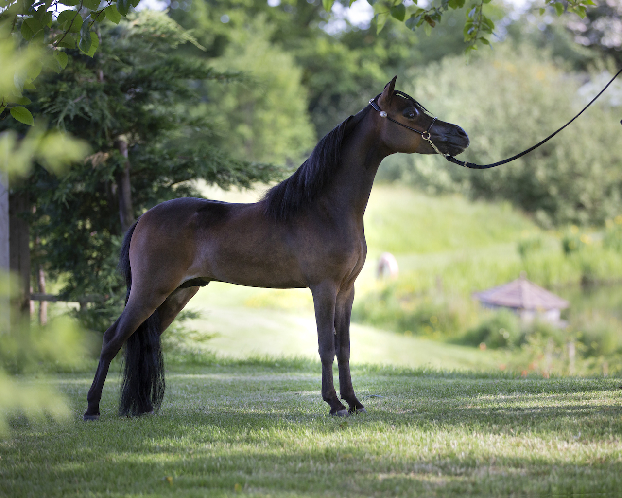 Horse gallery photo 13
