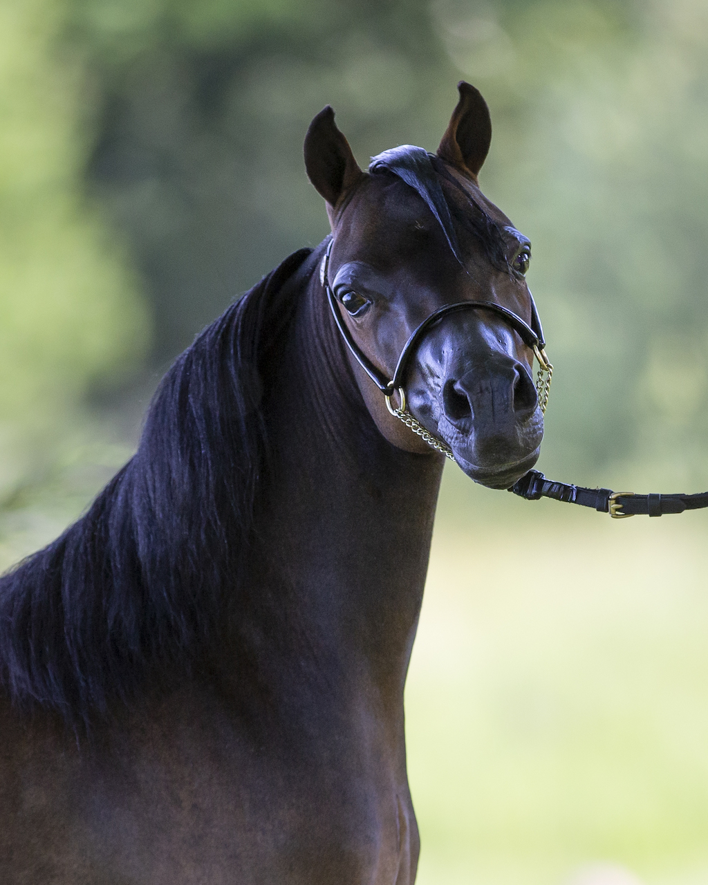 Horse gallery photo 1