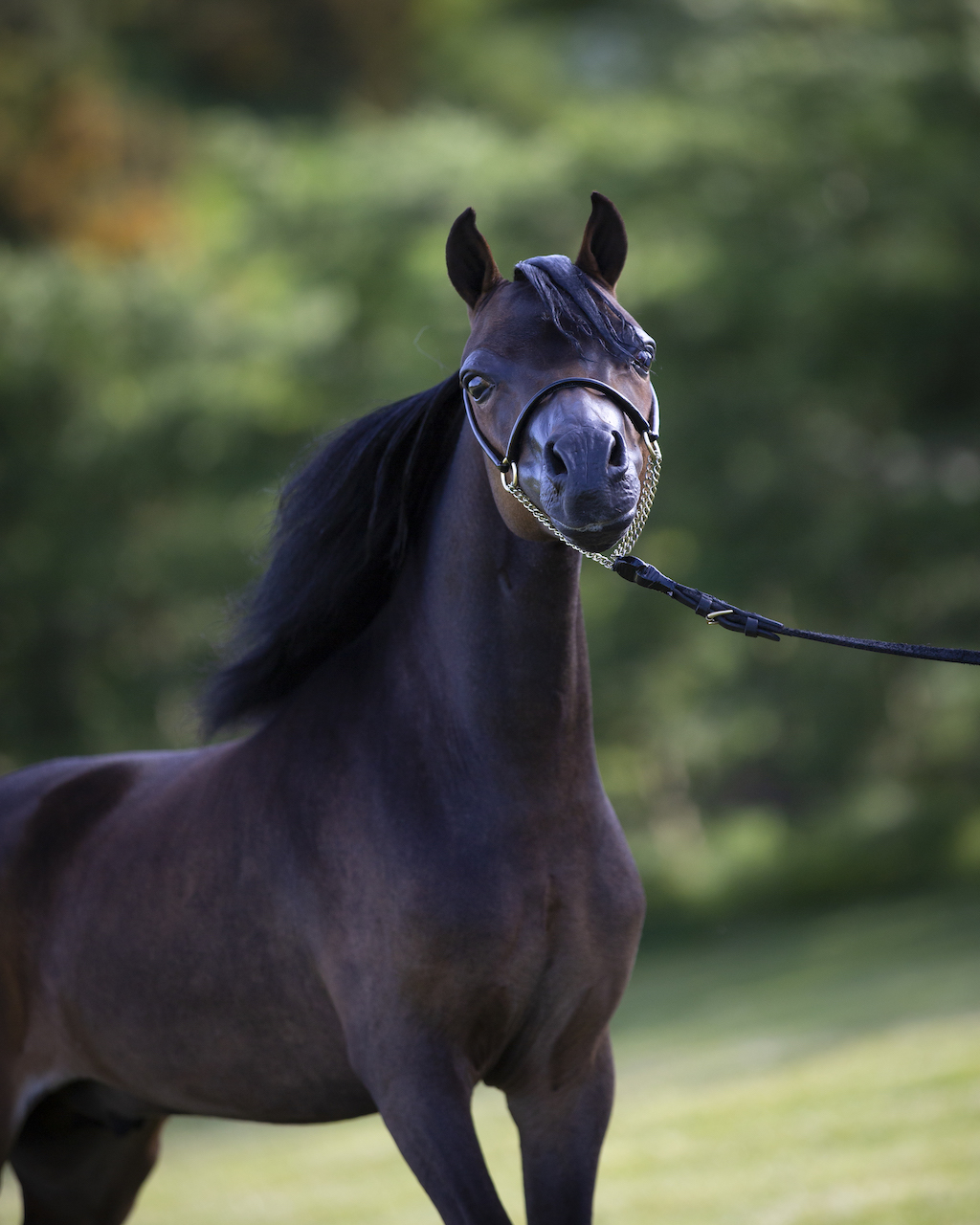 Horse gallery photo 10