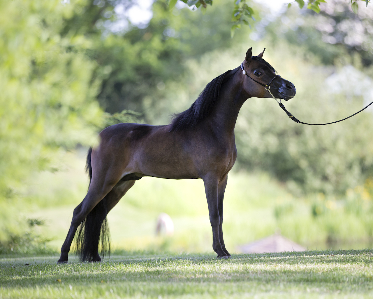 Horse gallery photo 6