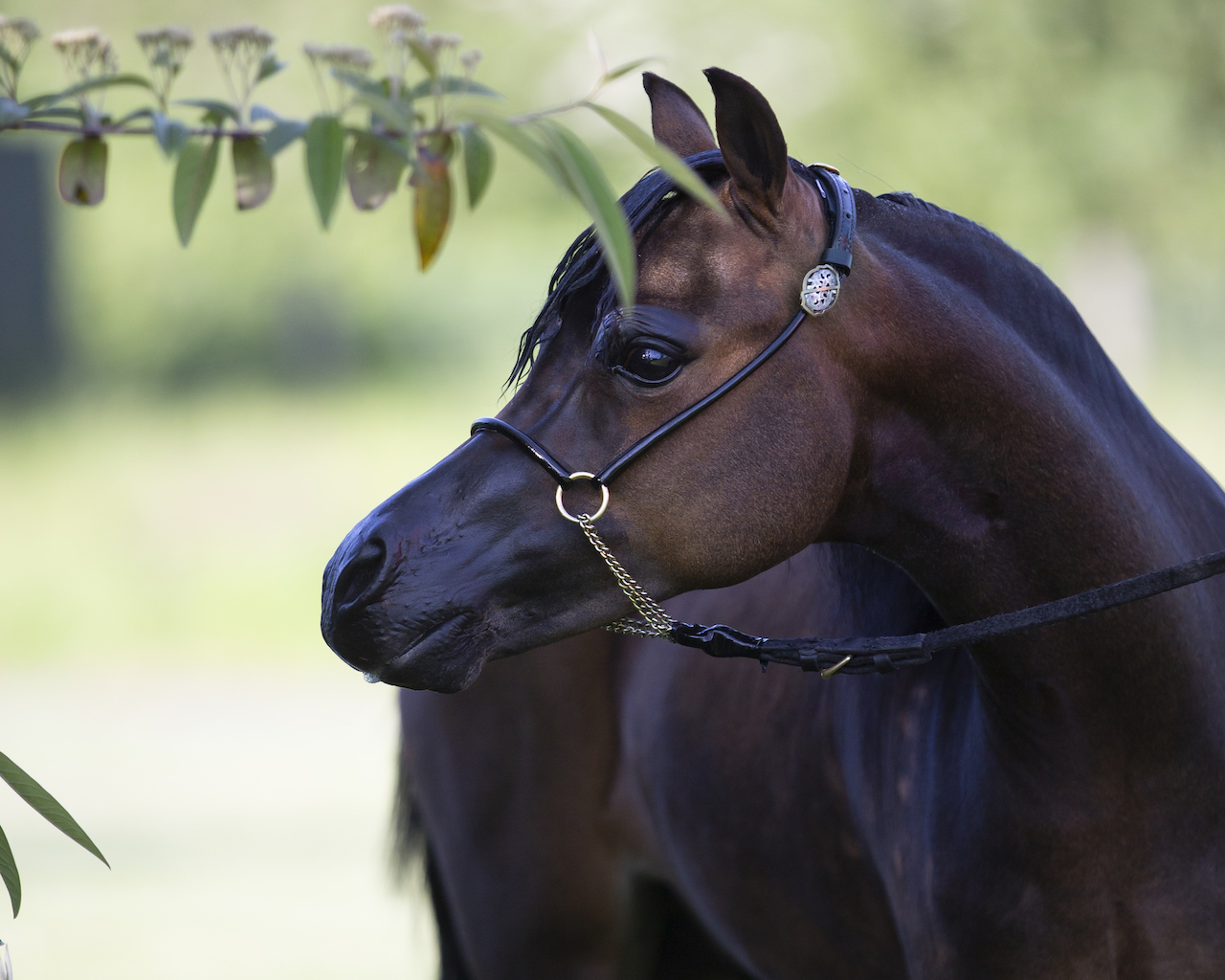 Horse gallery photo 9
