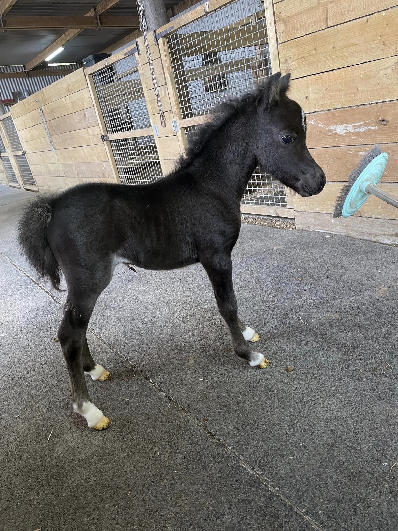 Horse gallery photo 2