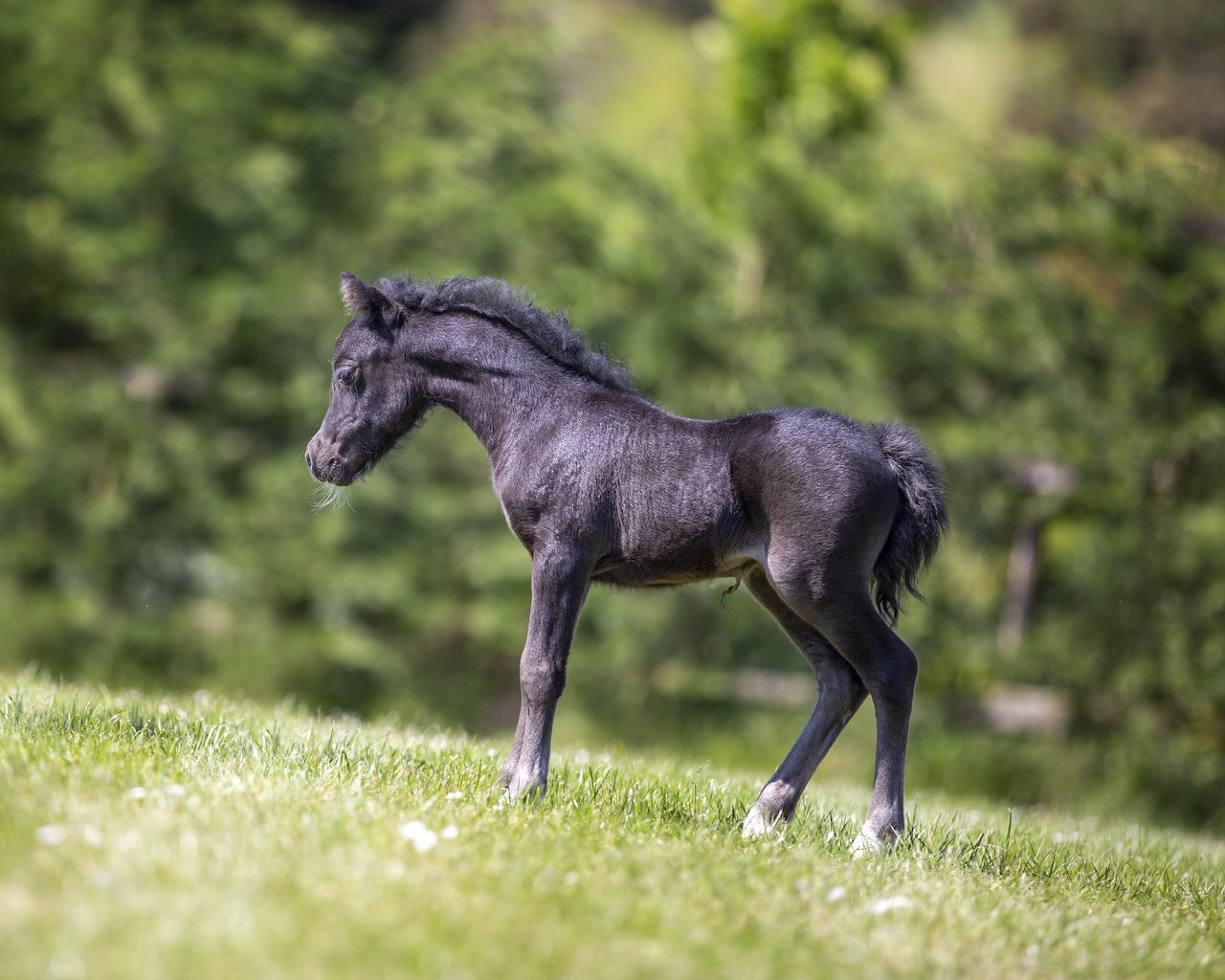 Horse gallery photo 4