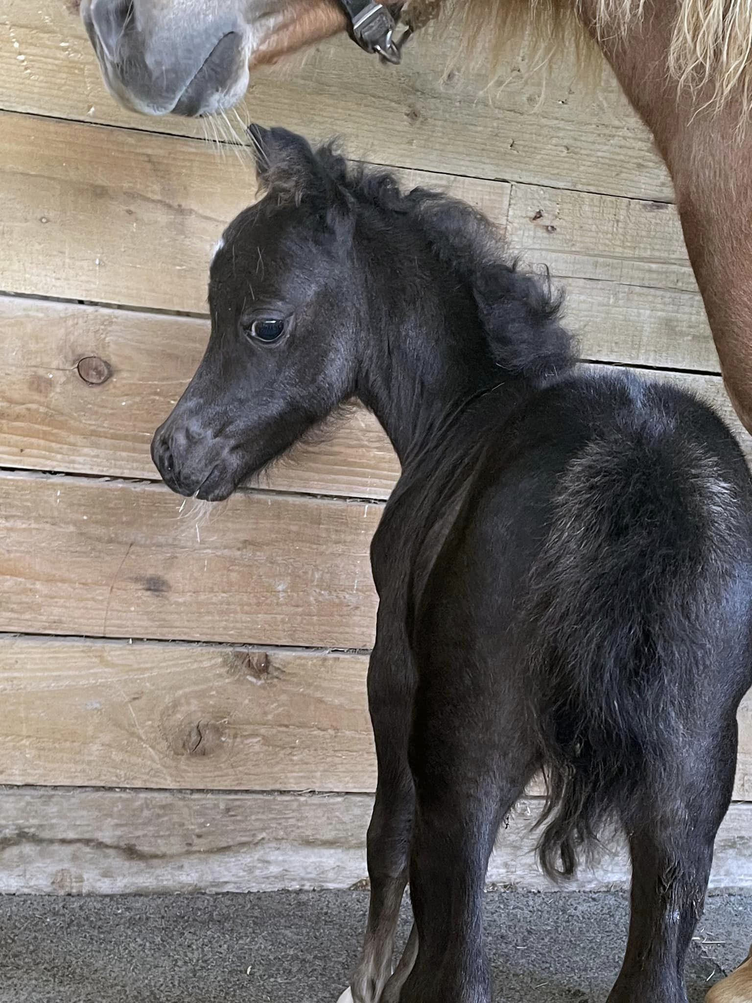 Horse gallery photo 7