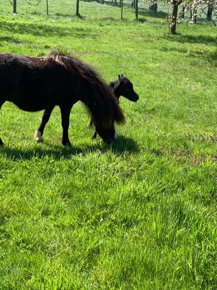 Horse gallery photo 2