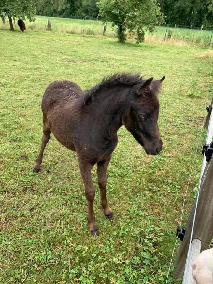 Horse gallery photo 11