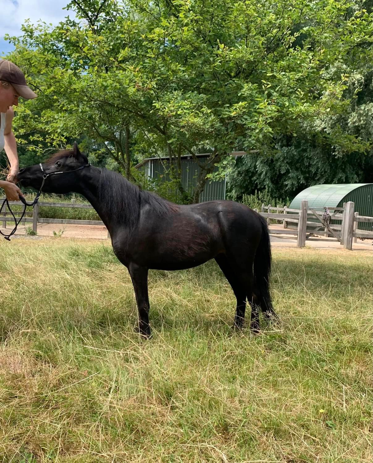 Horse gallery photo 6