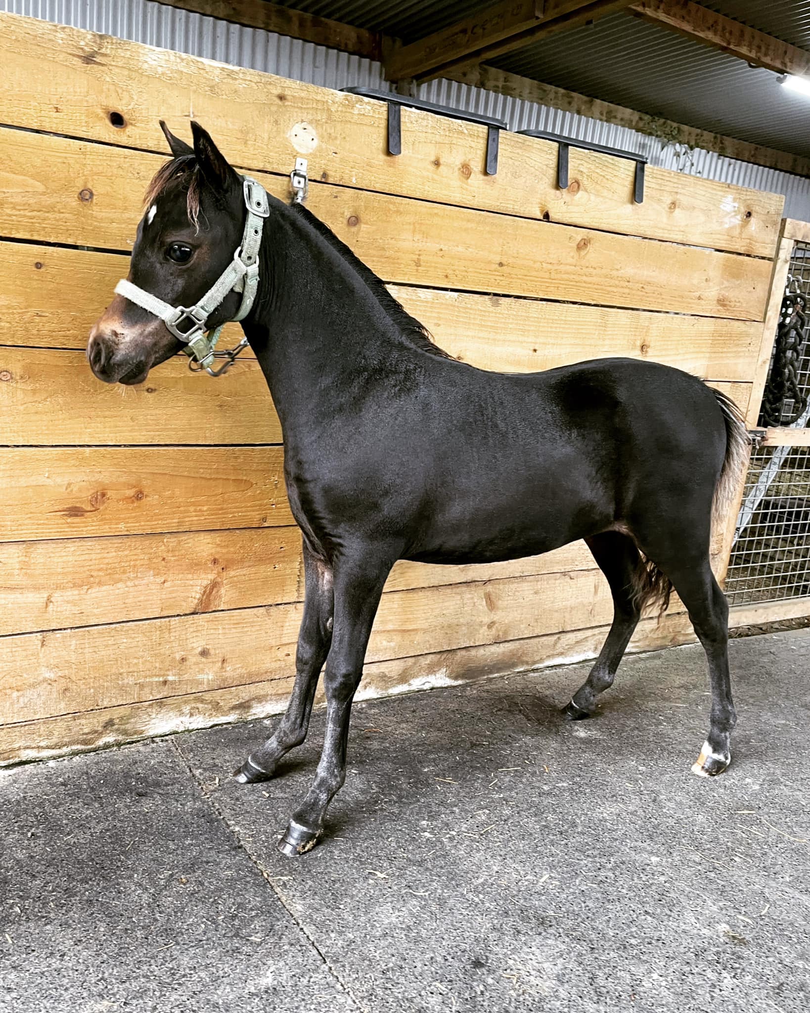 Horse gallery photo 6