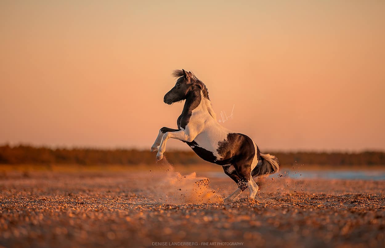 Horse gallery photo 7