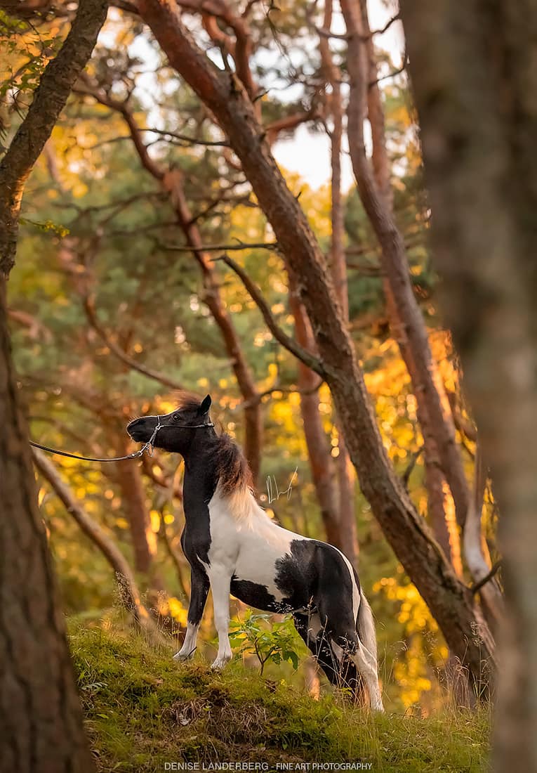 Horse gallery photo 12