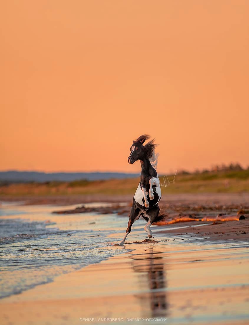 Horse gallery photo 11