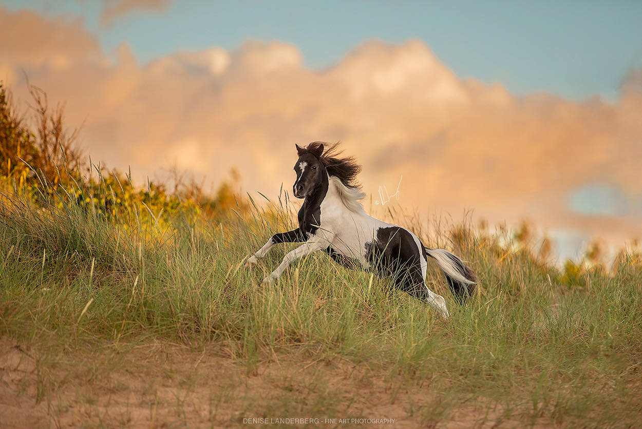 Horse gallery photo 3