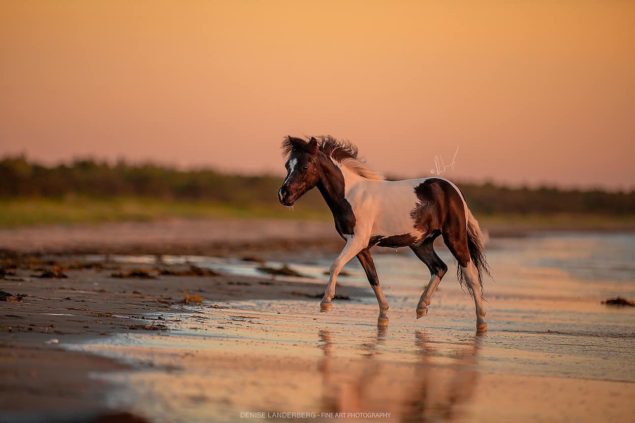 Horse gallery photo 8