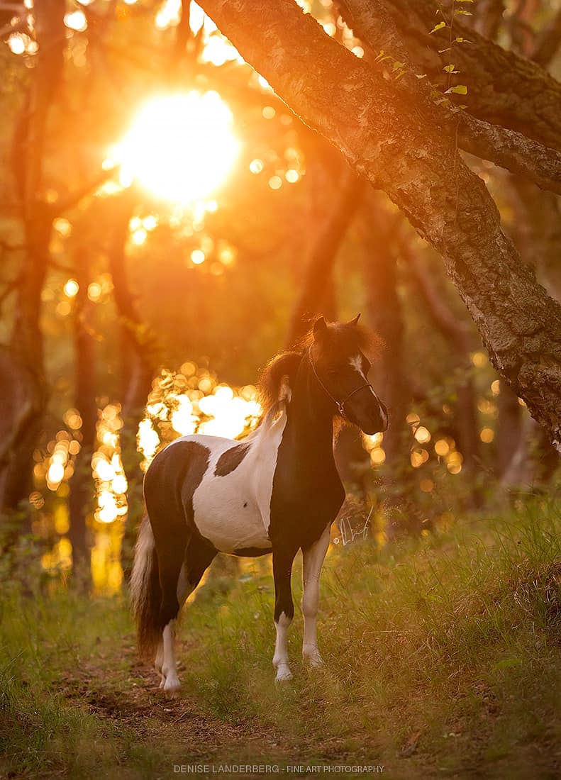 Horse gallery photo 2