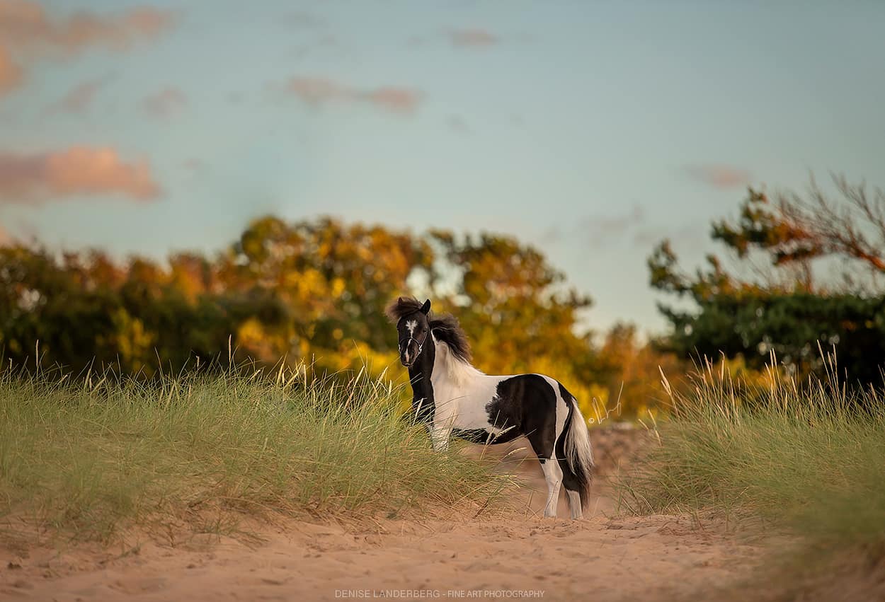 Horse gallery photo 6