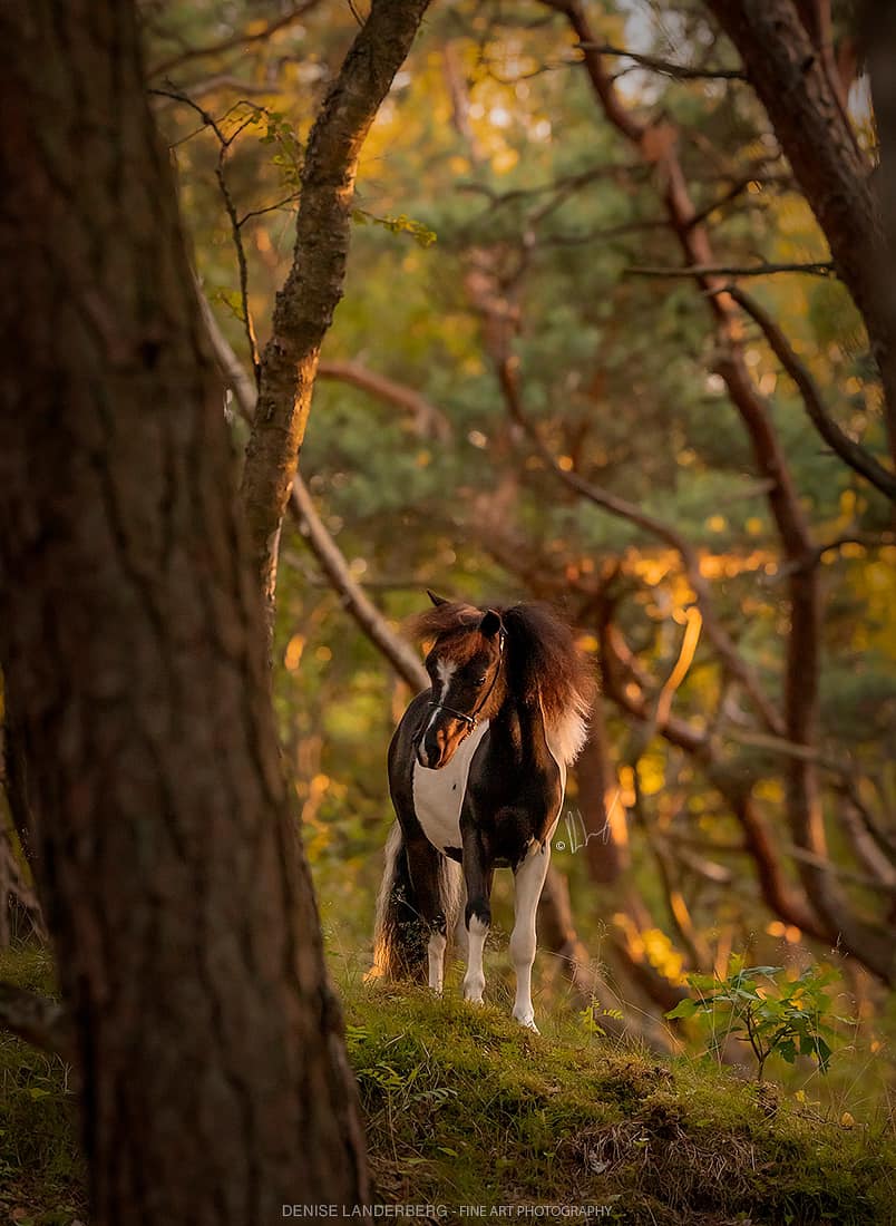 Horse gallery photo 5